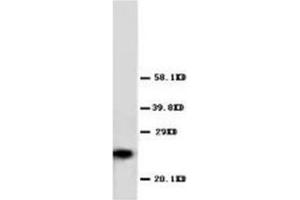 Western blot analysis og Hela cell lysis using GSTπ antibody (GSTP1 抗体  (C-Term))