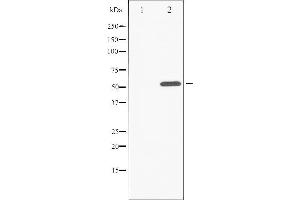Western blot analysis of ATF2 phosphorylation expression in 293 whole cell lysates,The lane on the left is treated with the antigen-specific peptide. (ATF2 抗体  (pThr55, pThr73))
