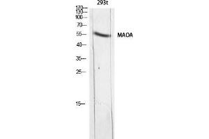 Western Blot (WB) analysis of 293t lysis using MAOA antibody. (Monoamine Oxidase A 抗体)