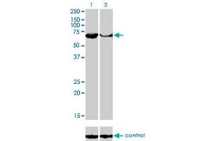 Western blot analysis of PAPSS2 over-expressed 293 cell line, cotransfected with PAPSS2 Validated Chimera RNAi (Lane 2) or non-transfected control (Lane 1). (PAPSS2 抗体  (AA 513-612))