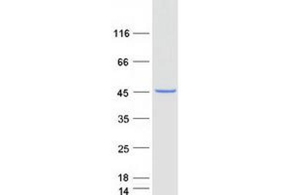 MRPL38 Protein (Myc-DYKDDDDK Tag)