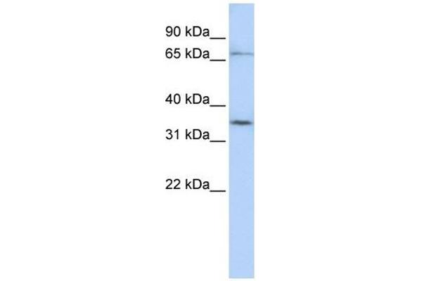 SLCO1C1 抗体  (N-Term)