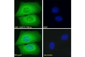 Immunofluorescence (IF) image for anti-CD274 (PD-L1) (C-Term) antibody (ABIN185339)