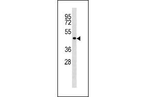 TP53 Antibody (C-term) (ABIN1881897 and ABIN2843247) western blot analysis in  cell line lysates (35 μg/lane). (p53 抗体  (C-Term))