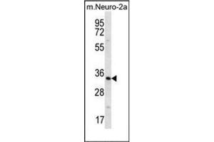 Western blot analysis of Peroxin 14 / PEX14 Antibody (Center) in mouse Neuro-2a cell line lysates (35ug/lane). (PEX14 抗体  (Middle Region))