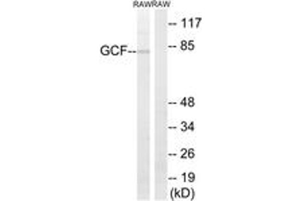PAX3 and PAX7 Binding Protein 1 (PAXBP1) (AA 141-190) 抗体
