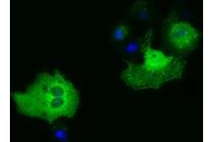 Immunofluorescence (IF) image for anti-phosphoribosylaminoimidazole Carboxylase, phosphoribosylaminoimidazole Succinocarboxamide Synthetase (PAICS) antibody (ABIN1500021) (PAICS 抗体)