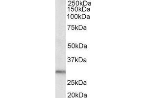 Western Blotting (WB) image for Dual Adaptor of Phosphotyrosine and 3-phosphoinositides (DAPP1) peptide (ABIN370437) (Dual Adaptor of Phosphotyrosine and 3-phosphoinositides (DAPP1) Peptide)