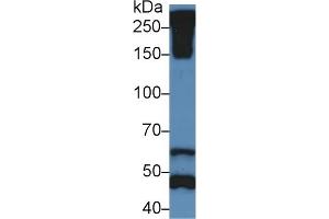 Western Blotting (WB) image for anti-Reelin (RELN) (AA 3143-3461) antibody (ABIN7435136)