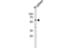 Western Blotting (WB) image for anti-Cyclin L2 (CCNL2) antibody (ABIN3004657) (Cyclin L2 抗体)