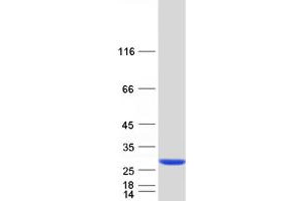 ARL11 Protein (Myc-DYKDDDDK Tag)