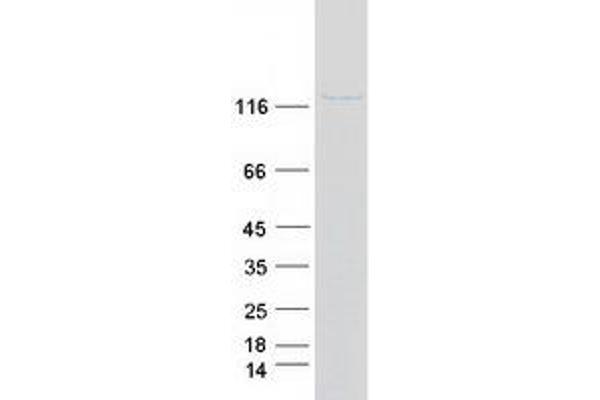 LEO1 Protein (Myc-DYKDDDDK Tag)