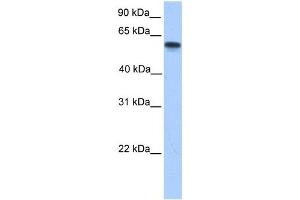 Western Blotting (WB) image for anti-Cytochrome P450, Family 11, Subfamily A, Polypeptide 1 (CYP11A1) antibody (ABIN2459507) (CYP11A1 抗体)