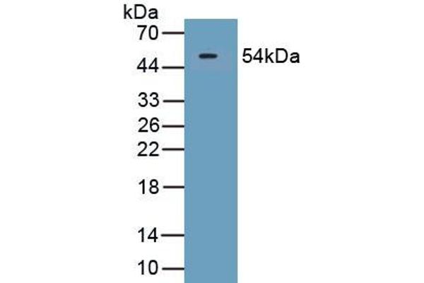 SECTM1 抗体  (AA 29-248)