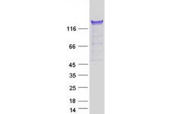 PUM1 Protein (Transcript Variant 2) (Myc-DYKDDDDK Tag)