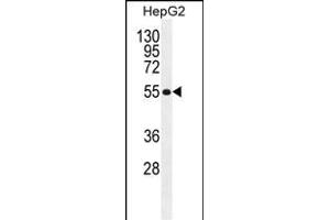 MFS10 Antibody (Center) (ABIN655293 and ABIN2844882) western blot analysis in HepG2 cell line lysates (35 μg/lane). (MFS10 抗体  (AA 245-274))
