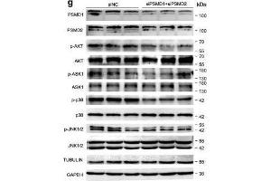 PSMD1 and PSMD2 regulate the expression level of fatty acids (FAs) and lipid synthesis-related genes. (MAPK14 抗体  (C-Term))