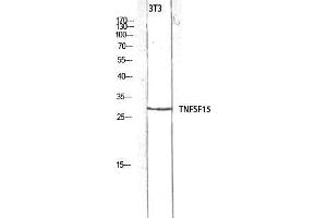 Western Blot (WB) analysis of 3T3 lysis using TNFSF15 antibody. (TNFSF15 抗体)