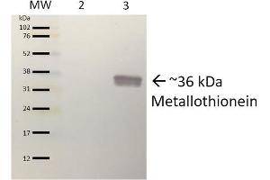 Western blot analysis of Pseudomonas aeruginosa Purified protein showing detection of ~36 kDa (9. (Metallothionein 抗体  (APC))