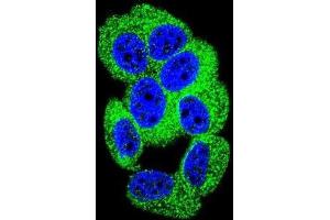 Immunofluorescence (IF) image for anti-Protocadherin 20 (PCDH20) antibody (ABIN2996299) (PCDH20 抗体)