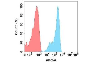 Flow cytometry analysis with Anti- on Expi293 cells transfected with human (Blue histogram) or Expi293 transfected with irrelevant protein (Red histogram). (FZD10 抗体)