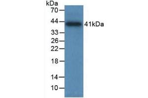 Western Blot; Sample: Recombinant TPS, Human. (TPSAB1 抗体  (AA 161-262))