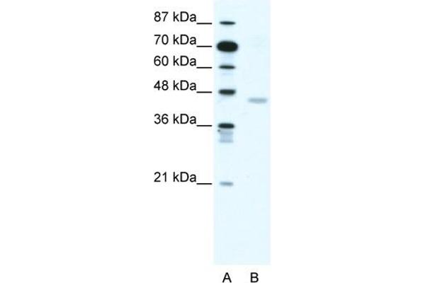 Cnpase 抗体  (N-Term)