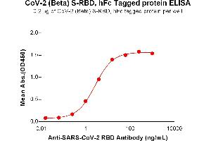 ELISA plate pre-coated by 2 μg/mL (100 μL/well) SARS-CoV-2 (Beta) S protein RBD, hFc Tag (ABIN7455404, ABIN7490625 and ABIN7490627) can bind Anti-SARS-CoV-2 RBD antibody (DM55), Rabbit mAb (ABIN6964063, ABIN7272681 and ABIN7289670) in a linear range of 0. (SARS-CoV-2 Spike Protein (B.1.351 - beta, RBD) (Fc Tag))