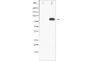 Western blot analysis of STAT5A/B phosphorylation expression in EGF treated Jurkat whole cell lysates,The lane on the left is treated with the antigen-specific peptide. (STAT5 A/B 抗体  (pSer725, pSer730))