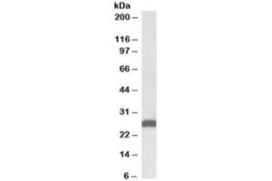 Western blot testing of mouse liver lysate with ETFB antibody at 0. (ETFB 抗体)