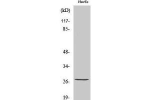 Western Blot analysis of HuvEc cells with Phospho-HSP27 (Ser82) Polyclonal Antibody at dilution of 1:1000 (HSP27 抗体  (pSer82))