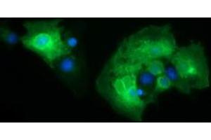 Image no. 1 for anti-CD19 Molecule (CD19) antibody (ABIN1497185) (CD19 抗体)