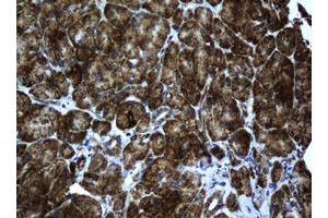 Immunohistochemistry (IHC) image for anti-Acyl-CoA Dehydrogenase, C-2 To C-3 Short Chain (Acads) (AA 34-260) antibody (ABIN1491430) (ACADS 抗体  (AA 34-260))