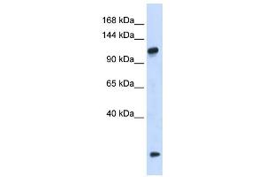 Western Blotting (WB) image for anti-HEAT Repeat Containing 4 (HEATR4) antibody (ABIN2459962) (HEATR4 抗体)