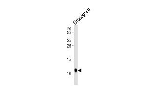 Western blot analysis of lysate from Drosophila tissue lysate, using SUMO Antibody (V52)(Drsophila) B. (Drosophila SUMO (AA 37-66) 抗体)