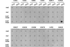 Dot-blot analysis of all sorts of methylation peptides using Symmetric DiMethyl-Histone H3-R26 antibody (ABIN3017473, ABIN3017474, ABIN3017475 and ABIN6220103). (Histone 3 抗体  (H3R26me2))