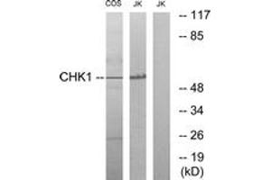 Western blot analysis of extracts from COS7/JurKat cells, using Chk1 (Ab-286) Antibody. (CHEK1 抗体  (AA 256-305))