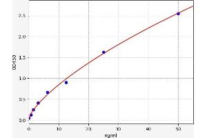 Typical standard curve (WNT5B ELISA 试剂盒)