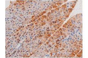 ABIN6267555 at 1/200 staining Mouse pancreas tissue sections by IHC-P. (LIMK2 抗体  (pSer283))