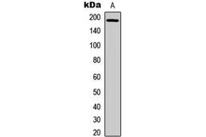 Western blot analysis of EGFR (pY1069) expression in HEK293T UV-treated (A) whole cell lysates. (EGFR 抗体  (C-Term, pTyr1069))