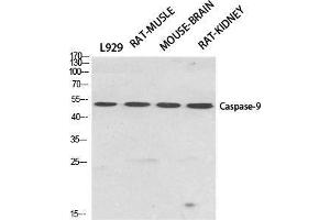 Western Blot (WB) analysis of specific cells using Caspase-9 Polyclonal Antibody. (Caspase 9 抗体  (Ser20))