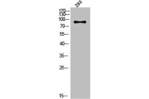 Western Blot analysis of 293 cells using Phospho-IRP-1 (S711) Polyclonal Antibody (Aconitase 1 抗体  (pSer711))
