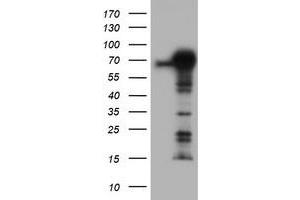 Image no. 1 for anti-Tripartite Motif Containing 9 (TRIM9) (AA 284-669) antibody (ABIN1491325) (TRIM9 抗体  (AA 284-669))