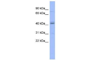 WB Suggested Anti-PAPOLB Antibody Titration:  0. (PAPOLB 抗体  (Middle Region))