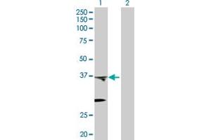 Western Blot analysis of PTGES2 expression in transfected 293T cell line by PTGES2 MaxPab polyclonal antibody. (PTGES2 抗体  (AA 1-377))