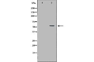 Western blot analysis of A549 cell lysate, using ICAM1 Antibody. (ICAM1 抗体  (C-Term))