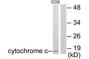 Western Blotting (WB) image for anti-Cytochrome C, Somatic (CYCS) (AA 10-59) antibody (ABIN2889183) (Cytochrome C 抗体  (AA 10-59))