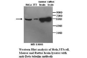 Image no. 1 for anti-Tubulin, beta (TUBB) antibody (ABIN790969) (TUBB 抗体)