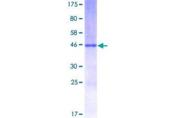 Cathelicidin Protein (AA 1-170) (GST tag)