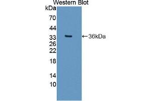 Western blot analysis of the recombinant protein. (NCDN 抗体  (AA 2-300))